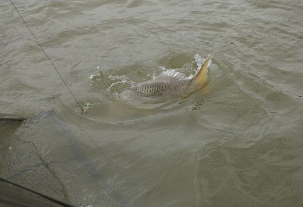 2013 DIMSC Overall winner Michael Bonnici with another nice Coffs red.